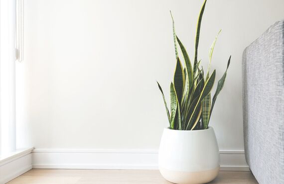 IT業界におススメの観葉植物をご提案します| 観葉植物のリースなら植栽で空間デザインのmegrass